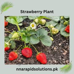 Strawberry Plants in Pakistan Sweet Fruiting Plants for Home Garden & Pots