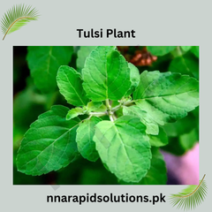 Tulsi Plant Holy Basil for Health, Fragrance & Spiritual Peace