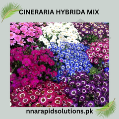 Cineraria Hybrida Mix Seeds in Pakistan Vibrant Winter Flowering Plants
