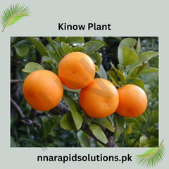 Kinnow Plant 2 Year Old Citrus Fruit Tree for Home Garden