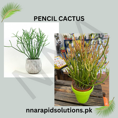 Pencil Cactus (Euphorbia tirucalli) Low Maintenance Succulent Plant