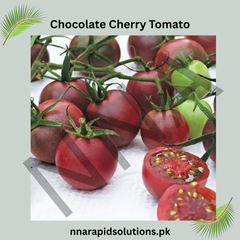 Buy Organic Chocolate Cherry Tomato Seeds Online in Pakistan | Sweet & High Yield