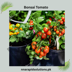 Buy Bonsai Tomato Hybrid Plant Seeds Online in Pakistan | Miniature High Yield