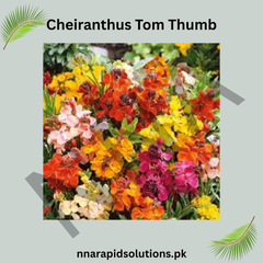 Cheiranthus Tom Thumb Seeds – Dwarf Colorful Wallflower