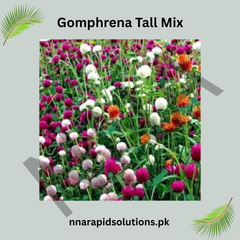 Gomphrena Tall Mix Seeds – Vibrant Tall Garden Flowers
