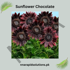 Sunflower Chocolate Seeds – Unique Brown Sunflower