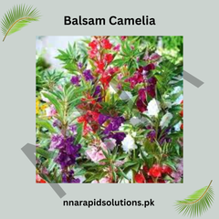 Balsam Camelia Seeds – Vibrant Summer Flower