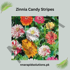 Zinnia Candy Stripes Seeds – Striped Summer Flower