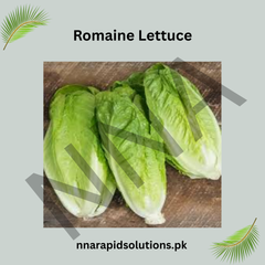 Romaine Hybrid Lettuce Seeds Crisp, Nutritious & High Yield
