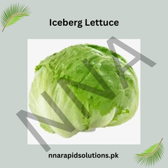 Hybrid Iceberg Lettuce Seeds Crisp & Fresh Vegetable