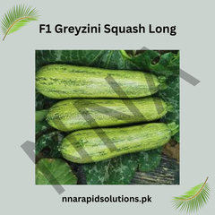 F1 Greyzini Squash Long Seeds (Hybrid) – Hybrid High Yield Summer Squash
