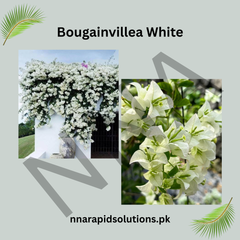 Bushy Bougainvillea/Boganvelia Flowering Plant | Colorful Outdoor Shrub