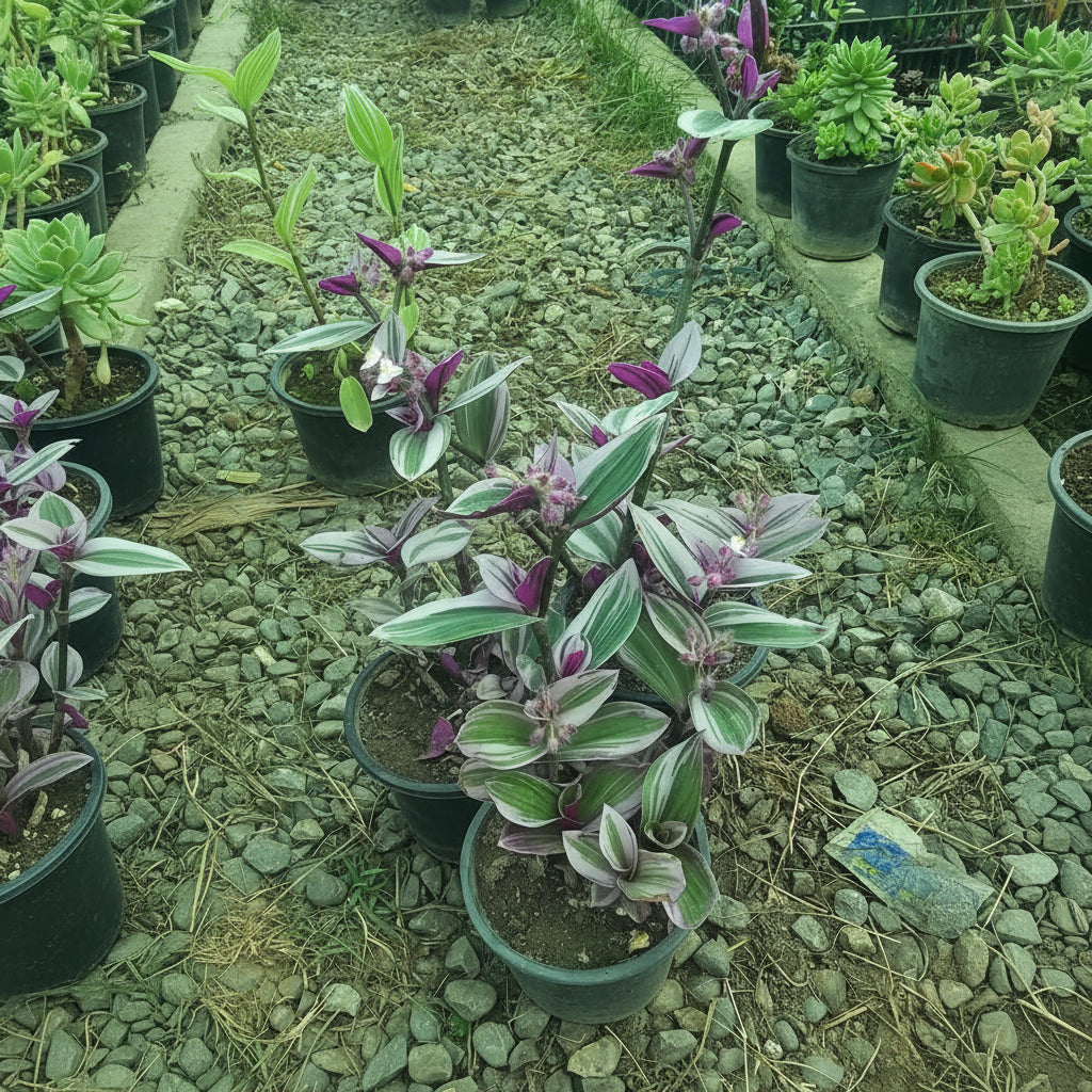 Variegated Pink Wandering Jew – Decorative Indoor Plant