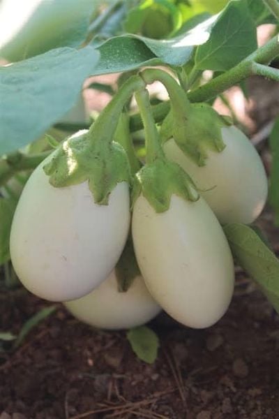 White Round Eggplant Hybrid Seeds  High Yield & Smooth Texture