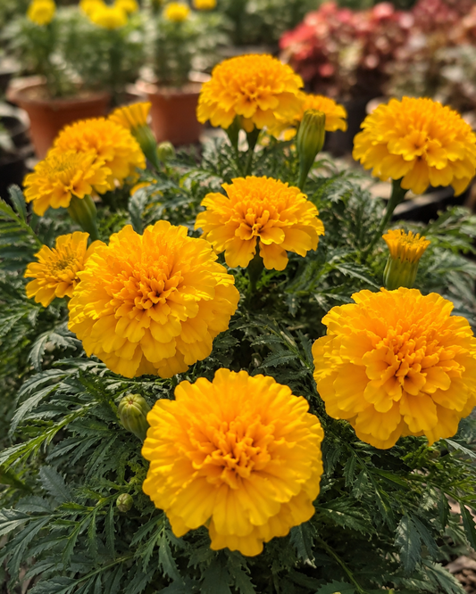 1 Marigold Golden Plant Bright & Long-Lasting Summer Blooms