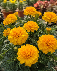 1 Marigold Golden Plant Bright & Long-Lasting Summer Blooms