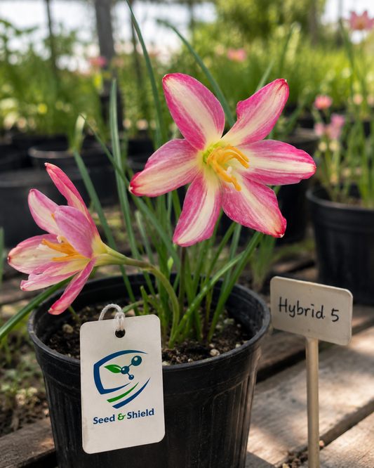 2-Toned Rain Lily Bulbs (Hybrid 05)– Premium Bi-Color Collection