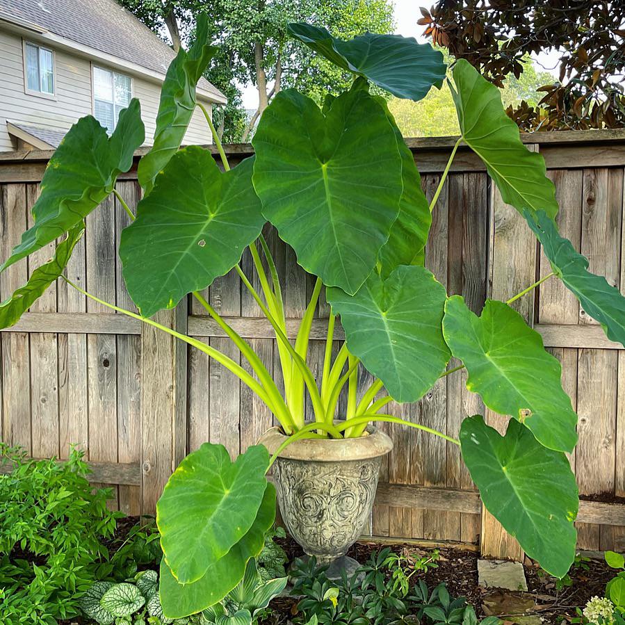 Green Alocasia Plant – Tropical Elephant Ear Foliage Plant