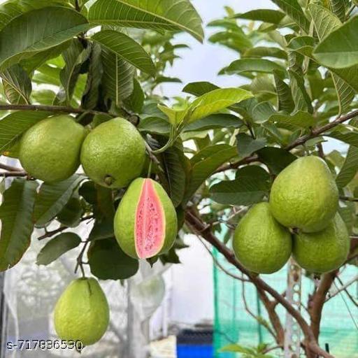 Pink Amrood Plant – Premium Pink Flesh Guava Variety