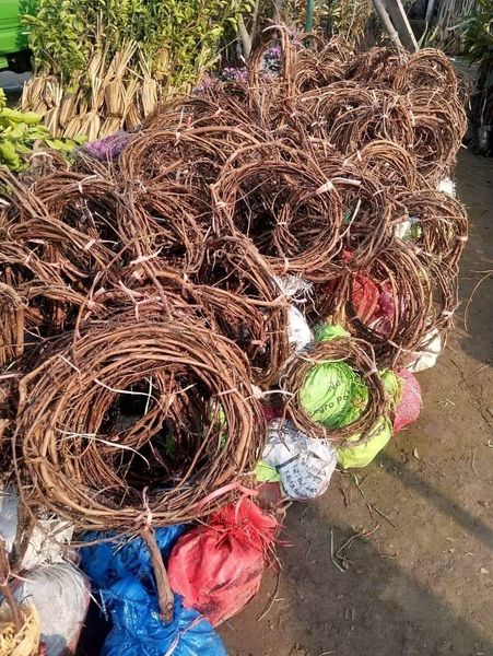 NARC Black Grapes Plant 3 Years Old  Fruiting Seeded Vine Grown in Pakistan