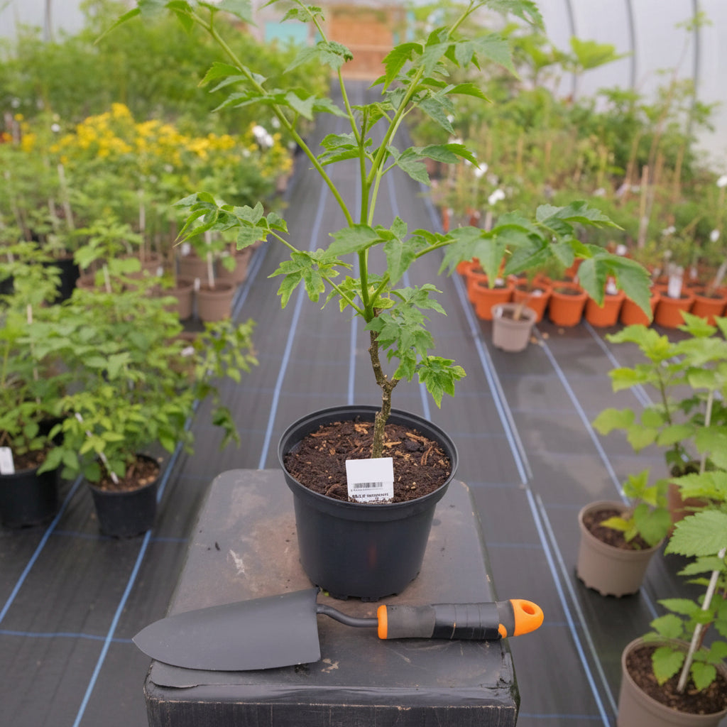Bakain Ghumi Plant – Melia Azedarach Shade Tree