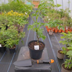 Bakain Ghumi Plant – Melia Azedarach Shade Tree