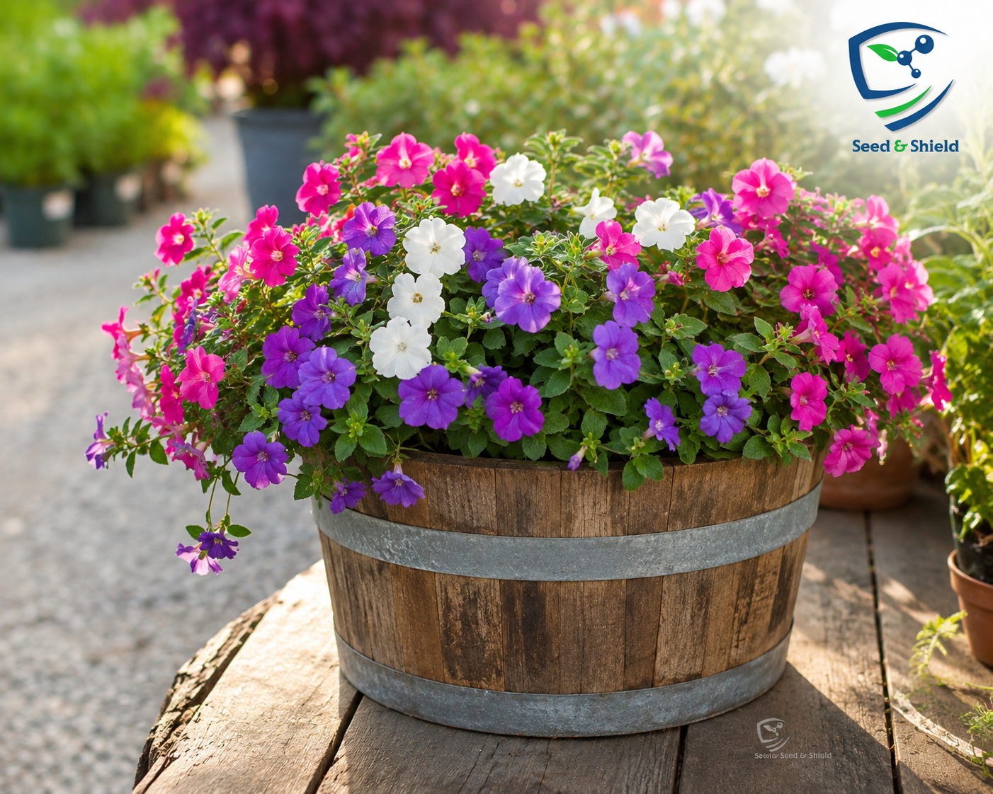 Achimenes Mix Color (Hot Water Plant)  Colorful Summer Blooming Rhizomes
