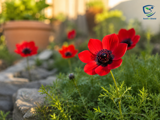 Adonis Pleasant Eye Seeds – Vibrant Summer Flower