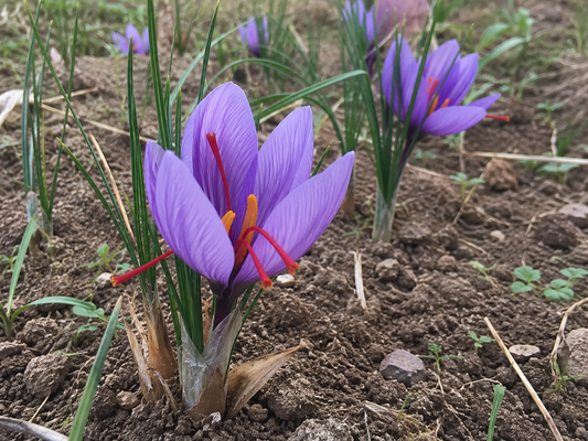 Afghani Saffron Bulb Premium Spice & Beautiful Blooms