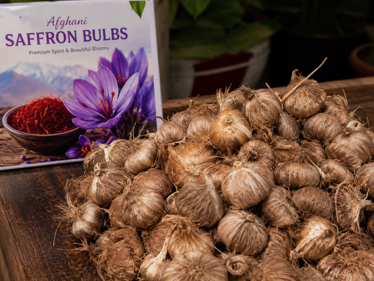 Afghani Saffron Bulb Premium Spice & Beautiful Blooms