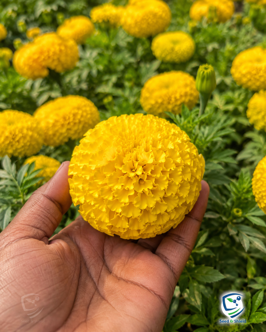 F1 African Marigold Spun Yellow Dwarf Seeds in Pakistan  Compact Bright Flowering Plant