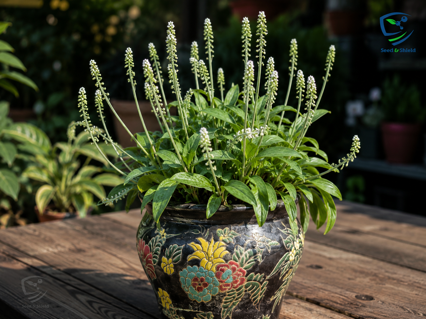 African Hosta Bulb – Decorative Shade Loving Foliage Plant