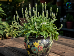 African Hosta Bulb – Decorative Shade Loving Foliage Plant