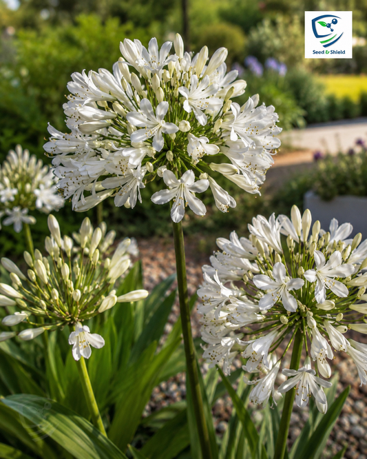 Imported Agapanthus White Bulb Elegant Trumpet Blooms