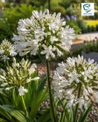 Imported Agapanthus White Bulb Elegant Trumpet Blooms