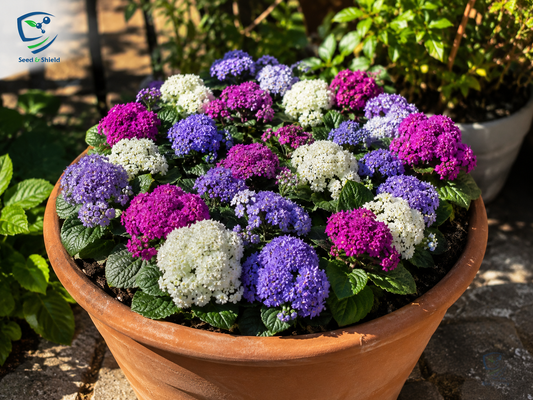 Ageratum Mexicanum Dwarf Ball Seeds in Pakistan  Compact Blue Flowering Plants