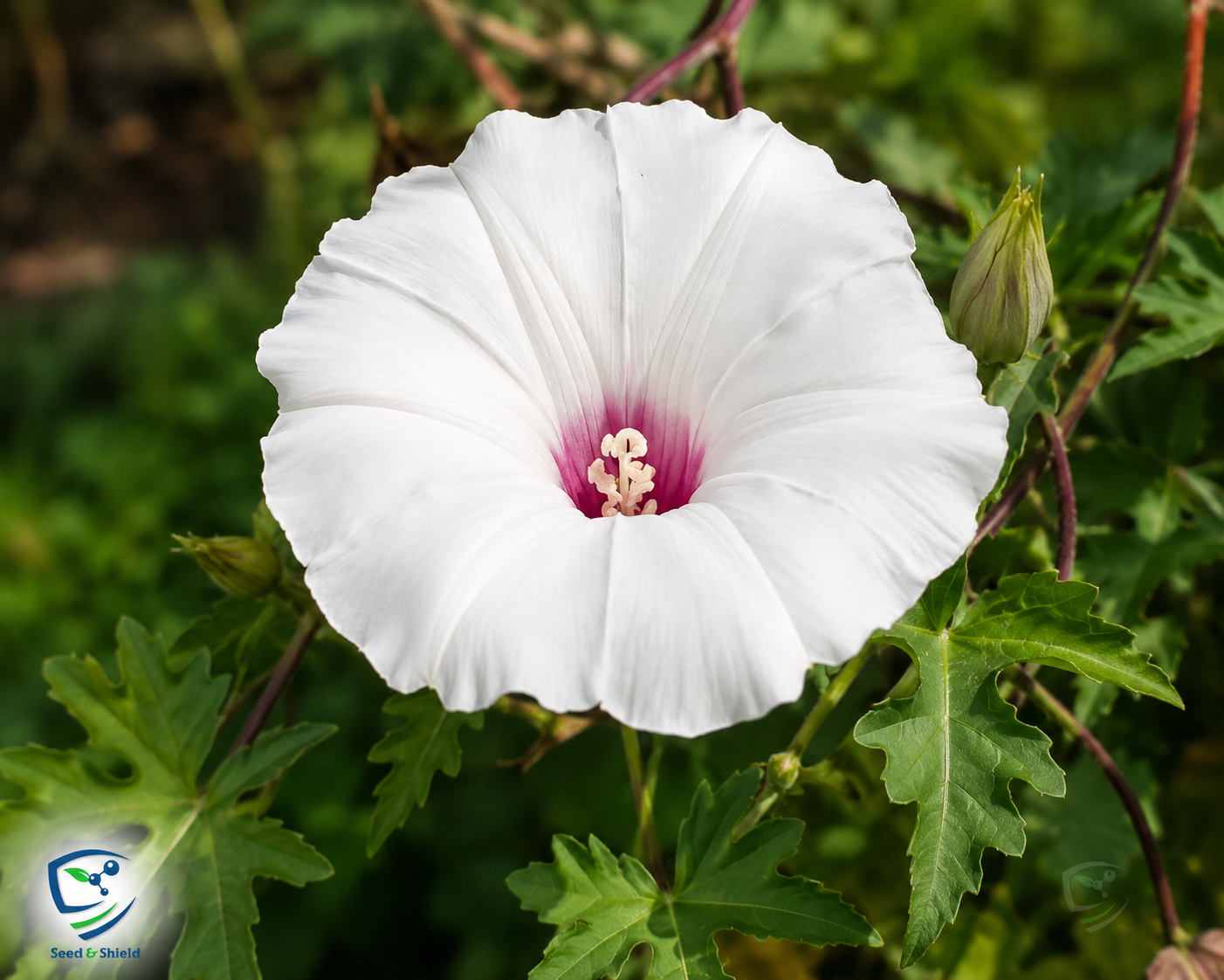 Alamo Vine Plant | Decorative Flowering Climber for Garden & Balcony