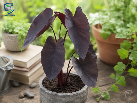 Alocasia Black Bulb  Exotic Foliage for Stylish Gardens