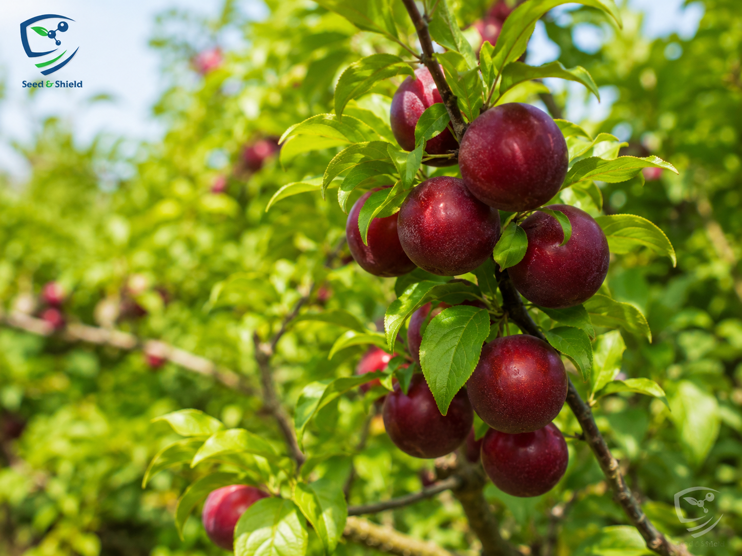 Aloo Bukhara (Beauty) Plant  Grafted, 2 Years Old, Premium Plum Variety