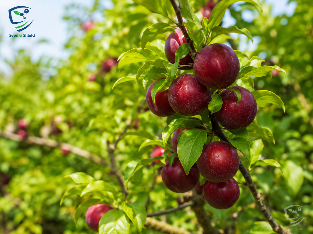 Aloo Bukhara (Beauty) Plant  Grafted, 2 Years Old, Premium Plum Variety