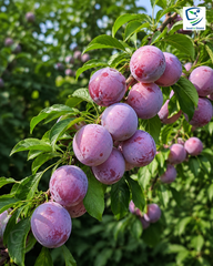 Grafted Aloo Bukhara Fazal-e-Manani Plant  2 Years Old, Premium Plum Variety