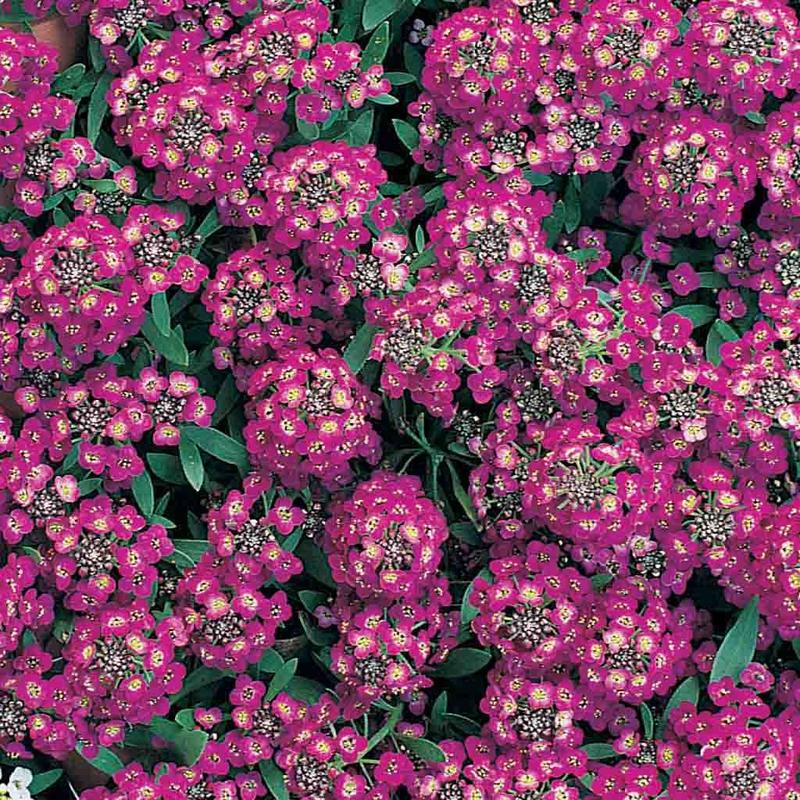 Alyssum Purple Flower Seeds | Fragrant Ground Cover for Pots & Borders