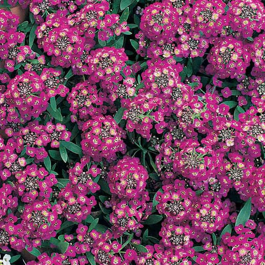 Alyssum Purple Flower Seeds | Fragrant Ground Cover for Pots & Borders