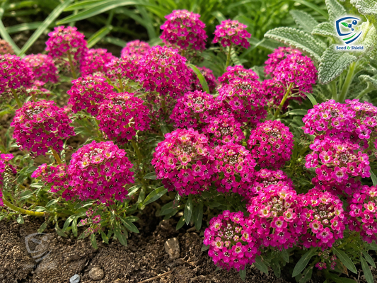 Alyssum Purple Flower Seeds | Fragrant Ground Cover for Pots & Borders
