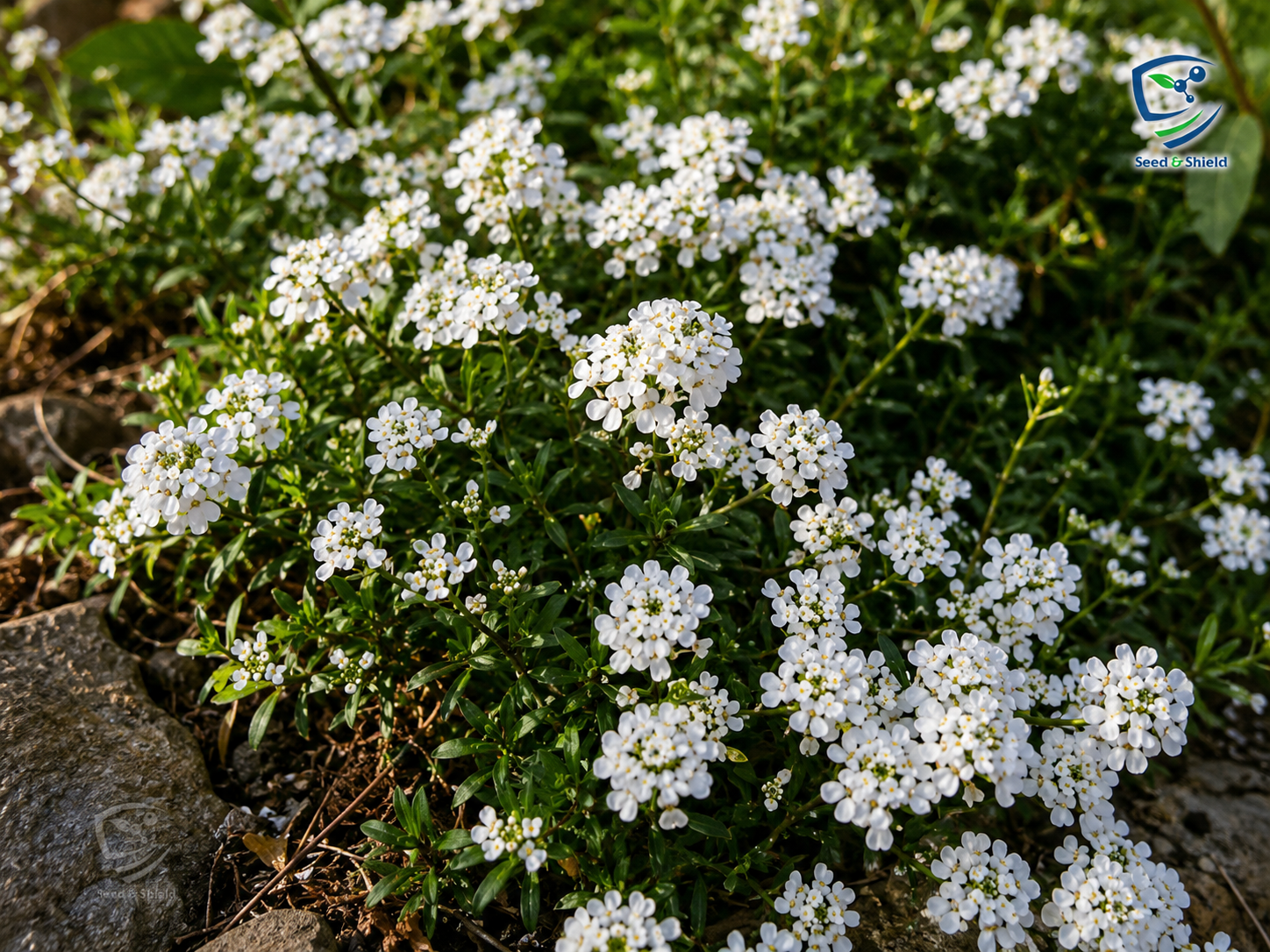 Alyssum White Flower Seeds | Fragrant Winter Bloom for Borders & Pots