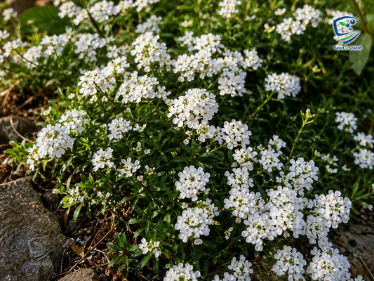 Alyssum White Flower Seeds | Fragrant Winter Bloom for Borders & Pots