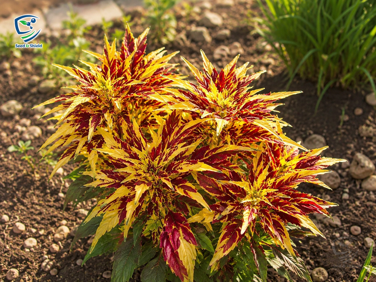 Amaranthus Tricolour Flower Seeds | Multicolor Foliage for Summer Gardens