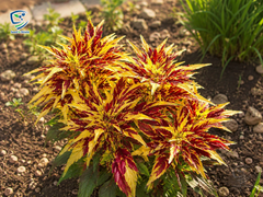 Amaranthus Tricolour Flower Seeds | Multicolor Foliage for Summer Gardens