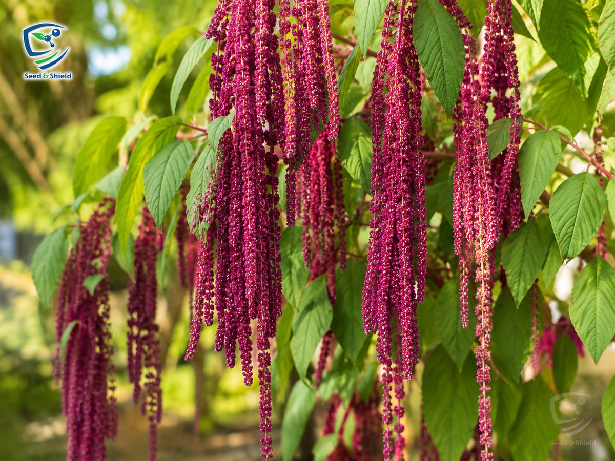 Amaranthus Love Lies Seeds – Vibrant Ornamental Foliage