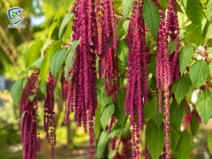 Amaranthus Love Lies Seeds – Vibrant Ornamental Foliage